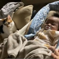 赤ちゃんがいるベビーベッドに手をかけているミケ猫