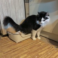 子猫用トイレで用を足す白黒猫