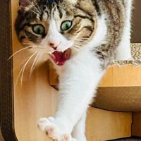 爪とぎハウスから出てくる猫（アップ2）