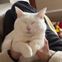 白いふくよかな猫