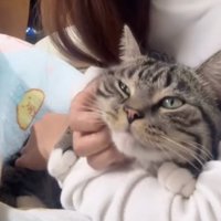 抱っこされる猫