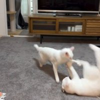 部屋を駆け回る猫2匹