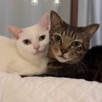 並んで前を見つめるふたり