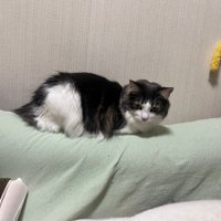 薄緑のタオルの上にいる猫