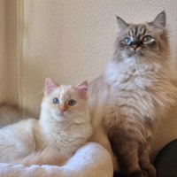 座っている猫の近くで丸くなっている猫