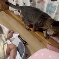 赤ちゃんをチラ見する猫