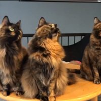 左を向く3匹のサビ猫
