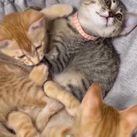 ハンモックでくつろぐ3頭の子猫