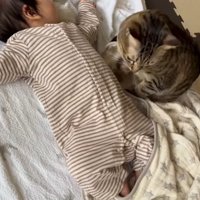 寝ている赤ちゃんのそばにきて様子をうかがう猫