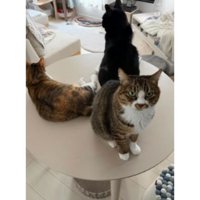 テーブルの上の猫