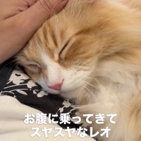 飼い主のお腹の上に頭を乗せて撫でられている猫の顔アップ