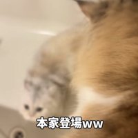 バスタブの縁に乗る妹ミヌエットとバスタブから逃げる姉ミヌエット