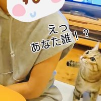 姪を見て驚くキジトラ猫