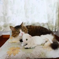 上目遣いの猫