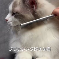 猫にコームを近づける飼い主