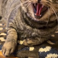 威嚇しているキジトラの顔アップ