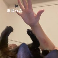左前足を上げている猫とパーにした飼い主の手