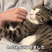 飼い主の腕にしがみついている猫
