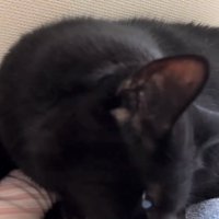 飼い主の腕に噛みついている猫