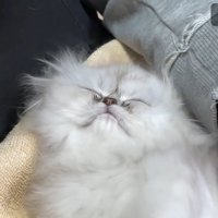 2匹目、目を閉じた顔