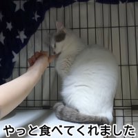 人の手からおやつを食べる猫