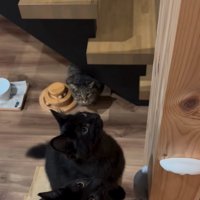 興味津々に見上げる子猫たち