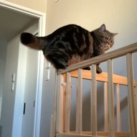 柵の上を歩くメルくん