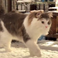 雪の上を歩く猫