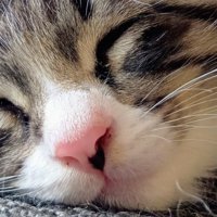 子猫の寝顔のアップ