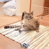 テロップ「？？？」