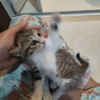 前足をあげて振り向く子猫