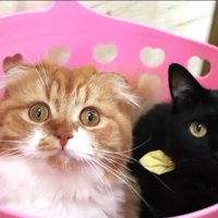 籠の中に入っている猫