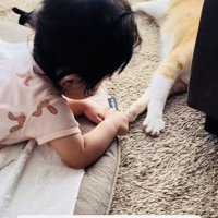 茶白猫の前足に触る赤ちゃん