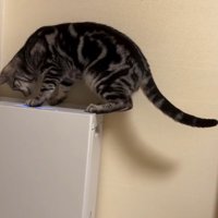 空気清浄機に乗った猫2