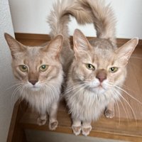 飼い主をジッと見つめる2匹のソマリ