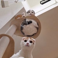 キャットタワーでくつろぐ2匹の猫