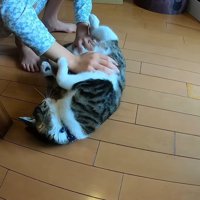 お腹をわしゃわしゃ