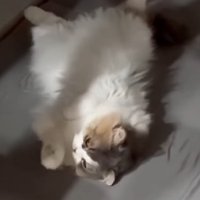 手を舐める猫