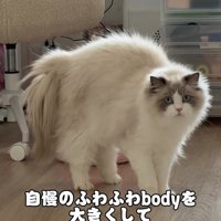 やんのかポーズの猫