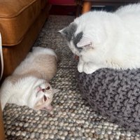 見つめ合う2匹の猫