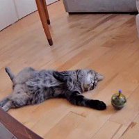 おもちゃのある方に前足を伸ばす猫