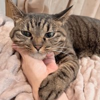 顎を撫でられるキジトラ猫