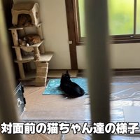テロップ「対面前の猫ちゃん～」