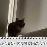 寝込んでいる飼い主のもとへやって来たミヌエット