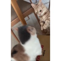 喧嘩する猫たち
