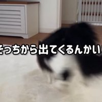 絨毯に飛び込む猫（そっちから出てくるんかい！）
