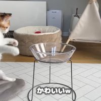 かわいいw