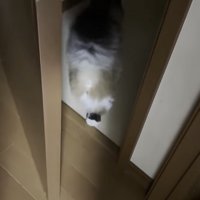 ドアの中に入っていく猫の写真2