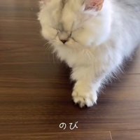 前足を伸ばす子猫