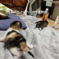 2匹の子猫の後ろ姿
